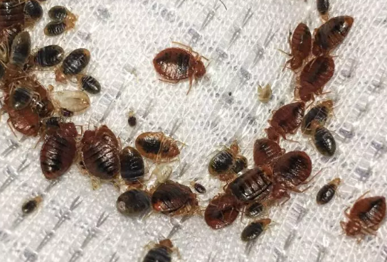 A group of bed bugs in a mattress